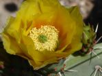 Opuntia discata, flower, Nancy Hussey