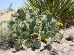 Opuntia discata in flower