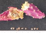 Opuntia discata, seeds and fruit, Nancy Hussey