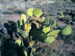 Opuntia discata