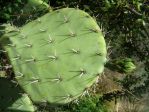 Opuntia discata