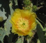 Opuntia discata, flower, Rio Communities, NM