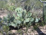 Opuntia discata, Tucson, AZ