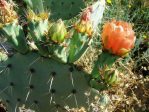 Opuntia discata, flower buds, Belen, NM