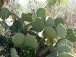 Opuntia discata, Rio Grande Botanical Garden Albuquerque, NM