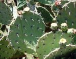 Opuntia orbiculata, can be mistaken for O. discata