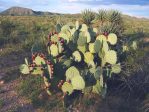 Opuntia discata, Rodeo, NM