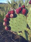 Opuntia discata, fruit, Rodeo, NM