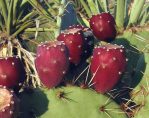 Opuntia discata, fruit, Rodeo, NM