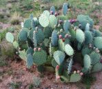 Opuntia discata, Rodeo, NM