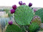 Opuntia discata with fruit