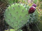 Opuntia discata at type locality