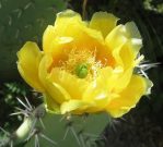 Opuntia discata at type locality, foothills of the Santa Rita, Mts, AZ