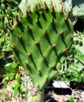 Opuntia discata at type locality, foothills of the Santa Rita, Mts, AZ