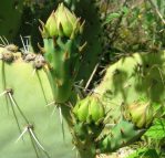 Opuntia discata at type locality, foothills of the Santa Rita, Mts, AZ