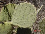 Opuntia discata, Rio Grande Botanic Garden, Albuquerque, NM