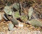 Opuntia dulcis, Rio Grande Botanical Garden, Albuquerque, NM