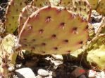 Opuntia dulcis, Artesia, NM