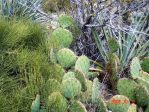 Opuntia dulcis, Mt Charleston, NV