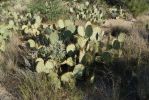 Opuntia dulcis, Tanque Verde Rd, Tucson, AZ