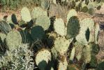 Opuntia dulcis, Tanque Verde Rd, Tucson, AZ