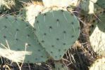 Opuntia dulcis, Tanque Verde Rd, Tucson, AZ