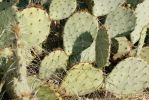 Opuntia dulcis, Tanque Verde Rd, Tucson, AZ