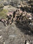 Opuntia dulcis, Mt. Potosi, winter