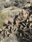 Opuntia dulcis, Mt. Potosi, winter