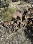 Opuntia dulcis, Mt. Potosi, winter