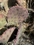 Opuntia dulcis, Mt. Potosi, winter