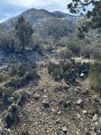 Opuntia dulcis, Mt. Potosi, winter