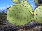 Opuntia dulcis, southeastern Tucson, AZ