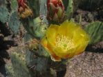 Opuntia dulcis, Desert Botanical Garden, Tempe, AZ