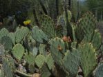 Opuntia dulcis, Desert Botanical Garden, Tempe, AZ