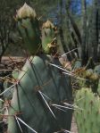 Opuntia dulcis, Desert Botanical Garden, Tempe, AZ