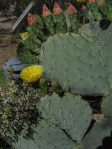 Opuntia dulcis, Wallace Botanical Garden, AZ