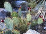 Opuntia dulcis, garden plant from Jarillas Mts, NM