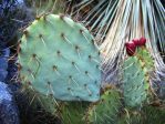 Opuntia dulcis, garden plant from Jarillas Mts, NM