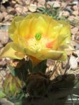 Opuntia dulcis, Sandia Mts, NM