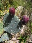 Opuntia dulcis, Sandia Mts, NM