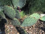 Opuntia dulcis, Sandia Mts, NM