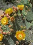 Opuntia dulcis, Wallace Gardens, Scottsdale