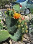 Opuntia dulcis, Wallace Botanical Garden, AZ