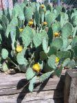 Opuntia dulcis, Whites City, NM