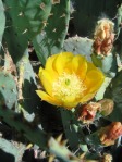 Opuntia dulcis, Whites City, NM