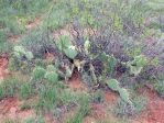 O. dulcis (O. expansa), Newkirk, NM