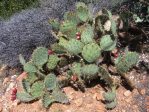 Opuntia dulcis, garden plant from Hualapai Mts, AZ