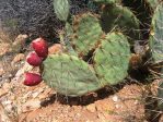 Opuntia dulcis, garden plant from Hualapai Mts, AZ