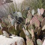 Opuntia dulcis, near Carlsbad Caverns, NM